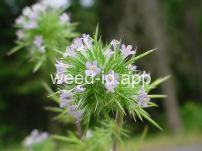 navarretia, needle-leaf
