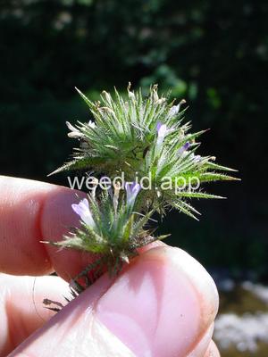 navarretia, needle-leaf