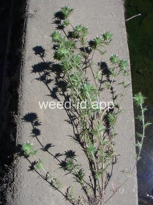 navarretia, needle-leaf