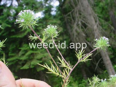 navarretia, needle-leaf