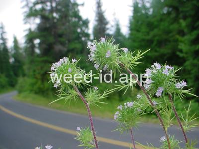 navarretia, needle-leaf