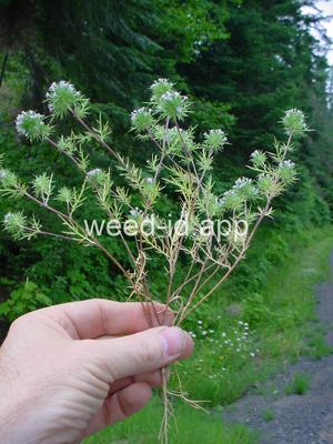 navarretia, needle-leaf