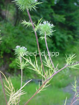 navarretia, needle-leaf