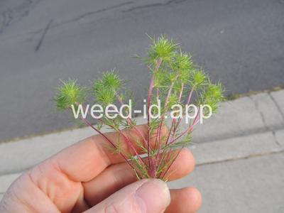 navarretia, needle-leaf