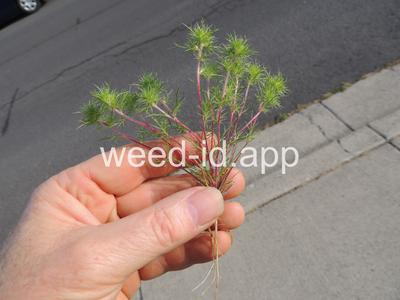 navarretia, needle-leaf