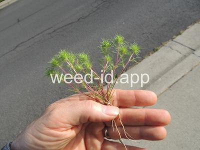 navarretia, needle-leaf