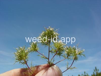 navarretia, needle-leaf