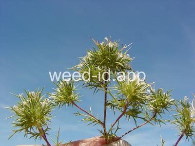 navarretia, needle-leaf