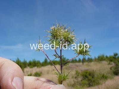 navarretia, needle-leaf