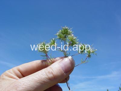 navarretia, needle-leaf