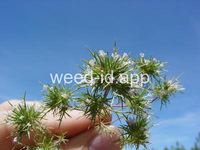 navarretia, needle-leaf