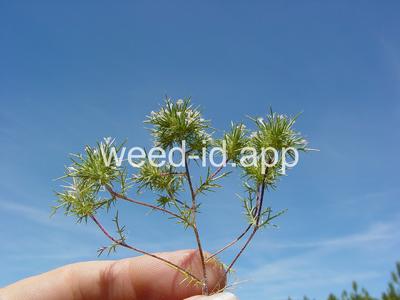 navarretia, needle-leaf