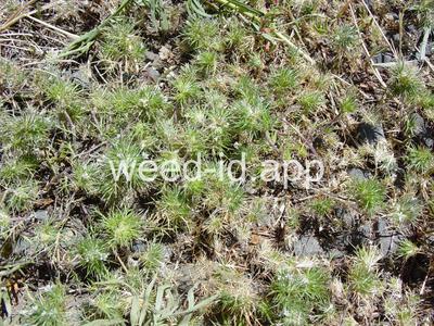 navarretia, needle-leaf