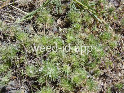 navarretia, needle-leaf