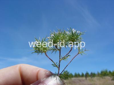 navarretia, needle-leaf