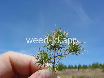 navarretia, needle-leaf
