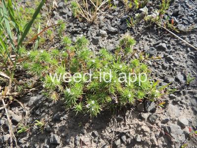 navarretia, needle-leaf