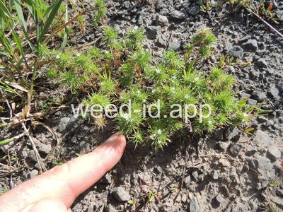 navarretia, needle-leaf