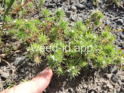navarretia, needle-leaf
