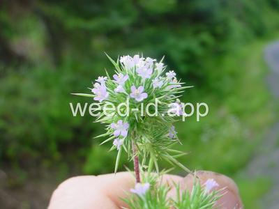 navarretia, needle-leaf