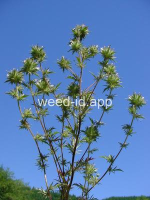 navarretia, needle-leaf