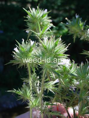 navarretia, needle-leaf