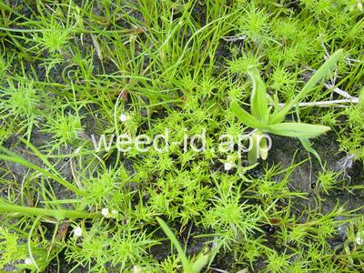 navarretia, needle-leaf