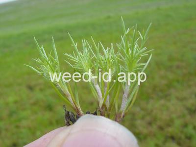 navarretia, needle-leaf