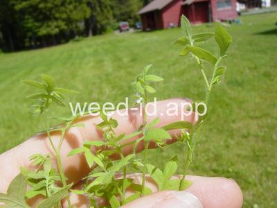 baby-blue-eyes, Great Basin