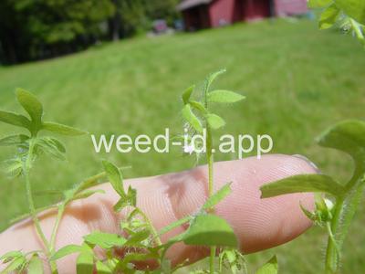 baby-blue-eyes, Great Basin