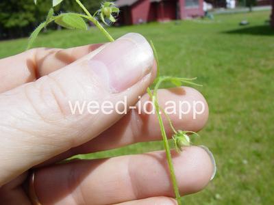 baby-blue-eyes, Great Basin