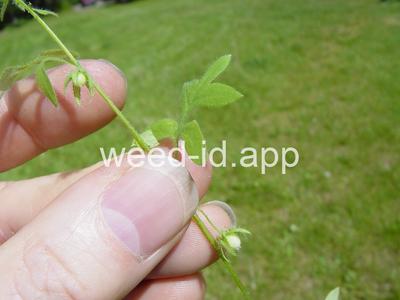 baby-blue-eyes, Great Basin