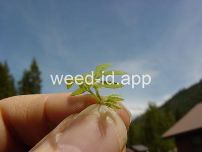 baby-blue-eyes, Great Basin