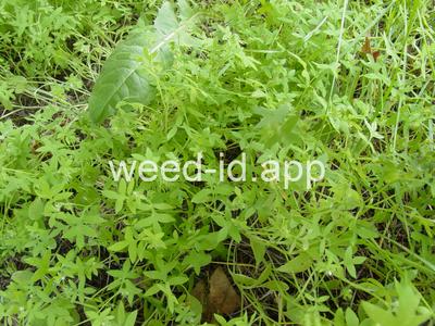 baby-blue-eyes, Great Basin