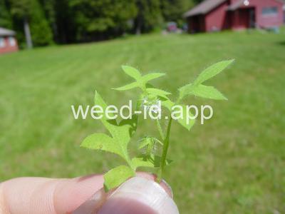 baby-blue-eyes, Great Basin