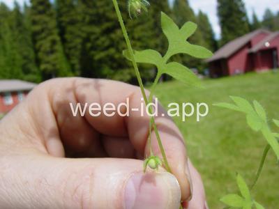 baby-blue-eyes, Great Basin
