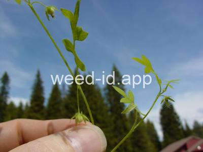 baby-blue-eyes, Great Basin