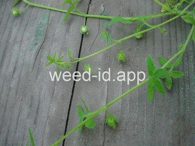 baby-blue-eyes, Great Basin