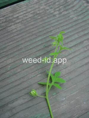 baby-blue-eyes, Great Basin