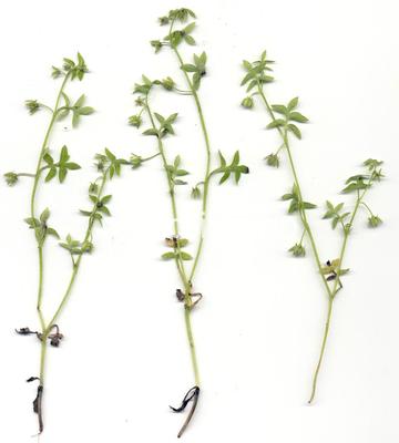 baby-blue-eyes, Great Basin