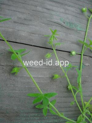 baby-blue-eyes, Great Basin