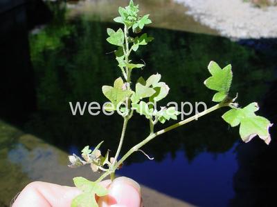 baby-blue-eyes, Great Basin