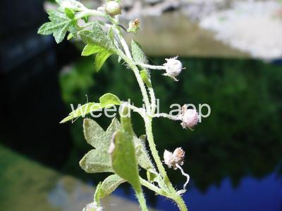 baby-blue-eyes, Great Basin