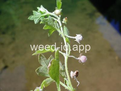 baby-blue-eyes, Great Basin
