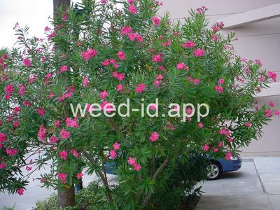 Nerium oleander