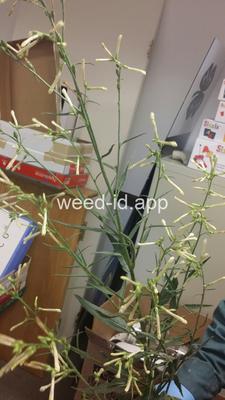 Nicotiana attenuata