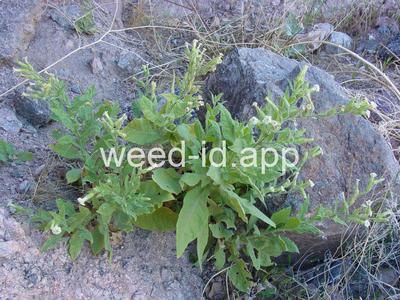 Nicotiana trigonophylla