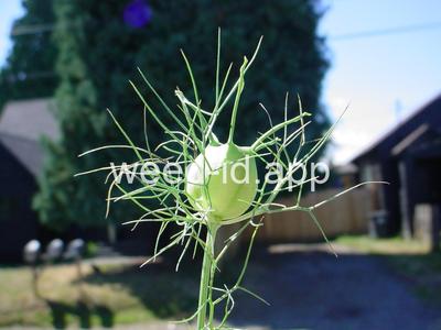 Nigella damascena