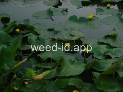 waterlily, yellow