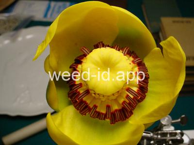 waterlily, yellow